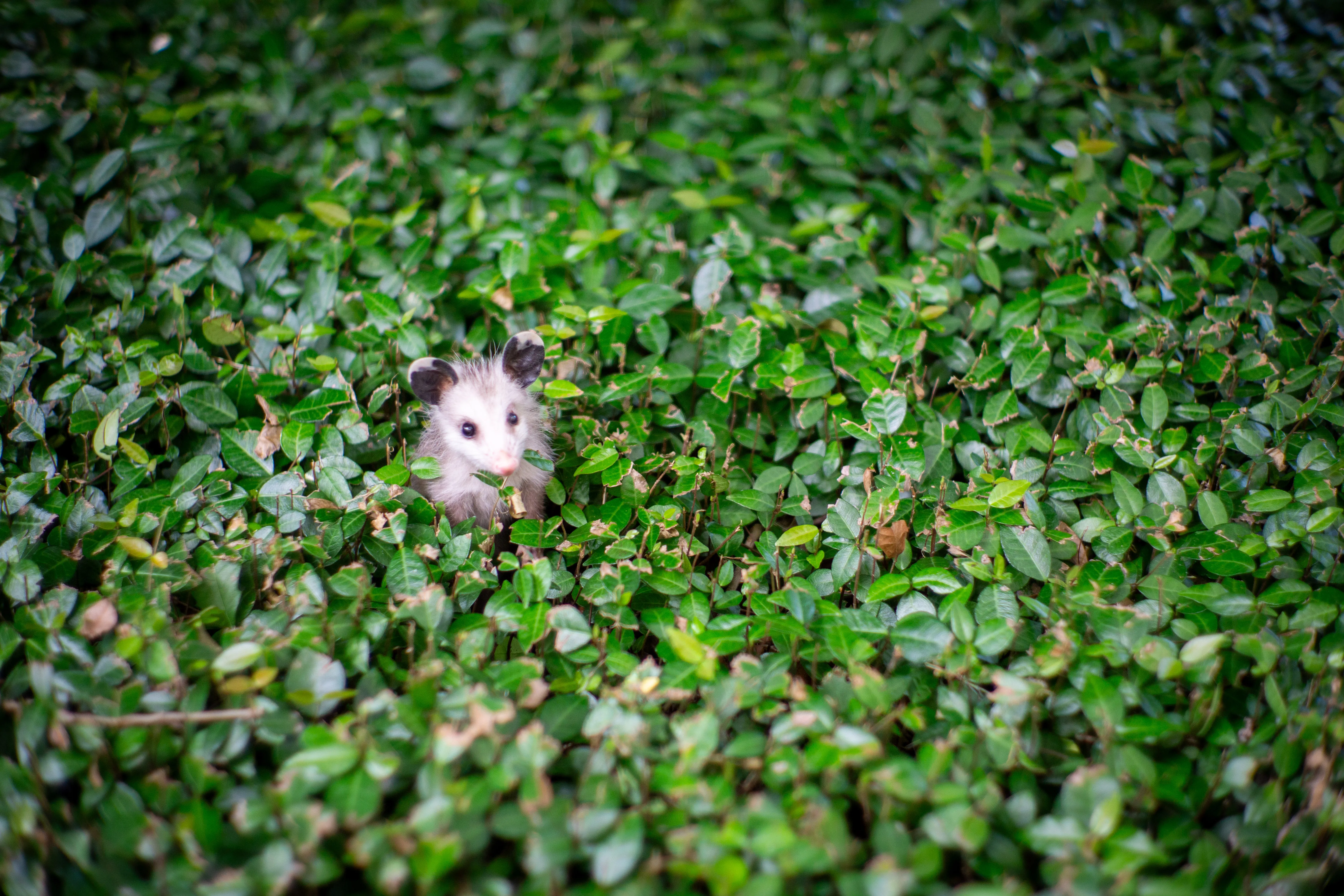 A baby possum sticking it's head out of a bed of green leaves.