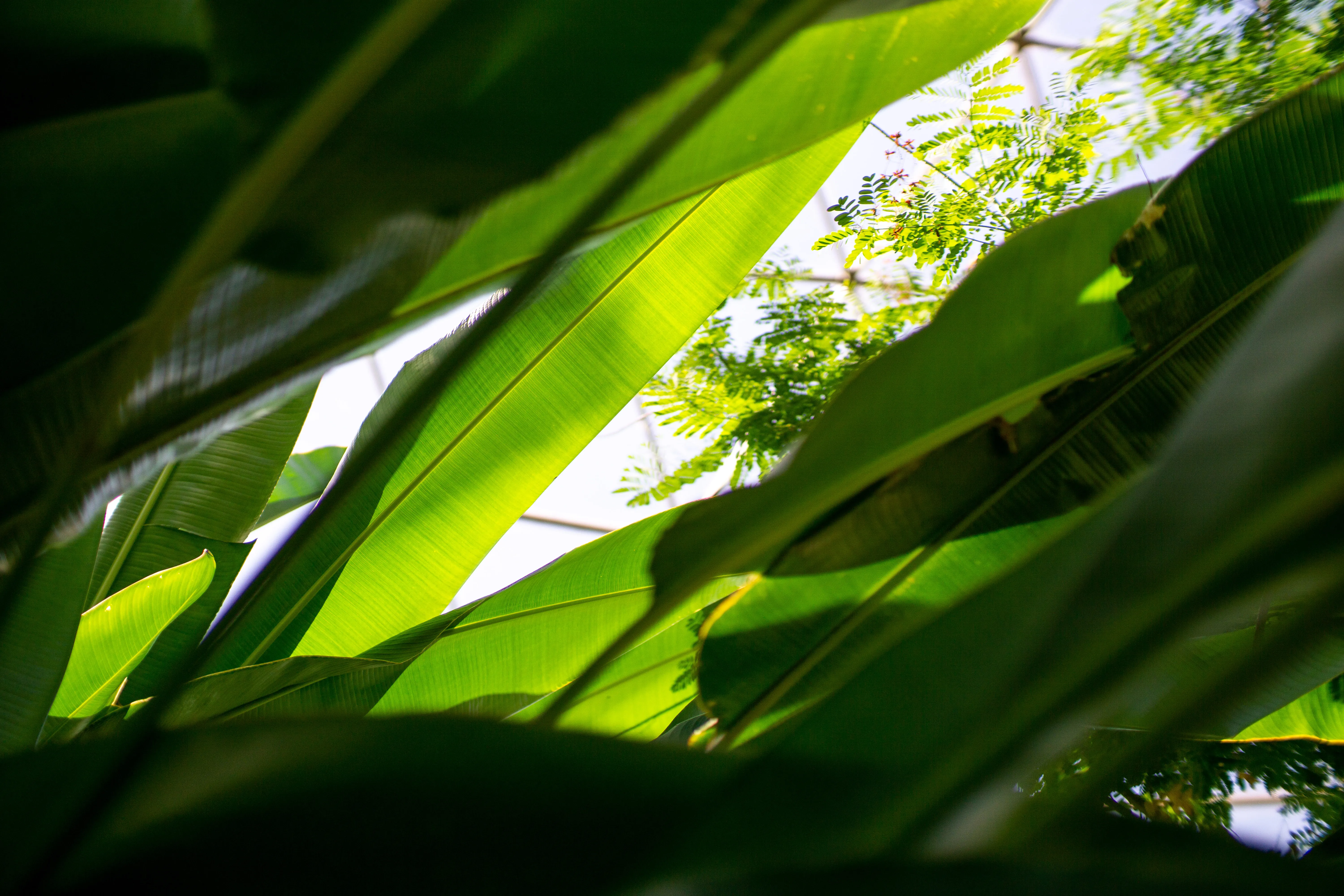 A close-up of layered leaves of a banana tree, with sunlight streaming through from above.