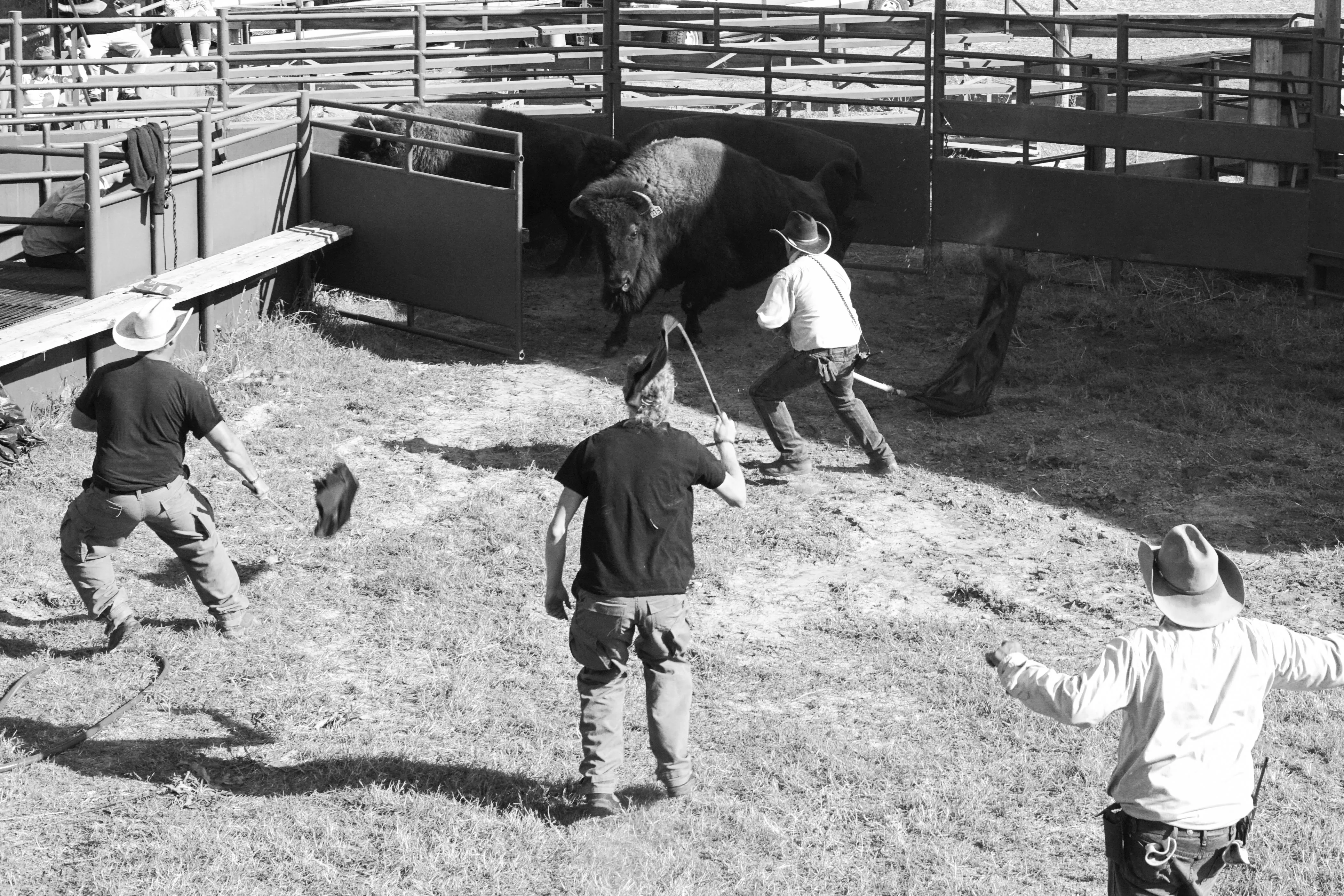 Four men trying to herd three buffalo into a cattle chute.