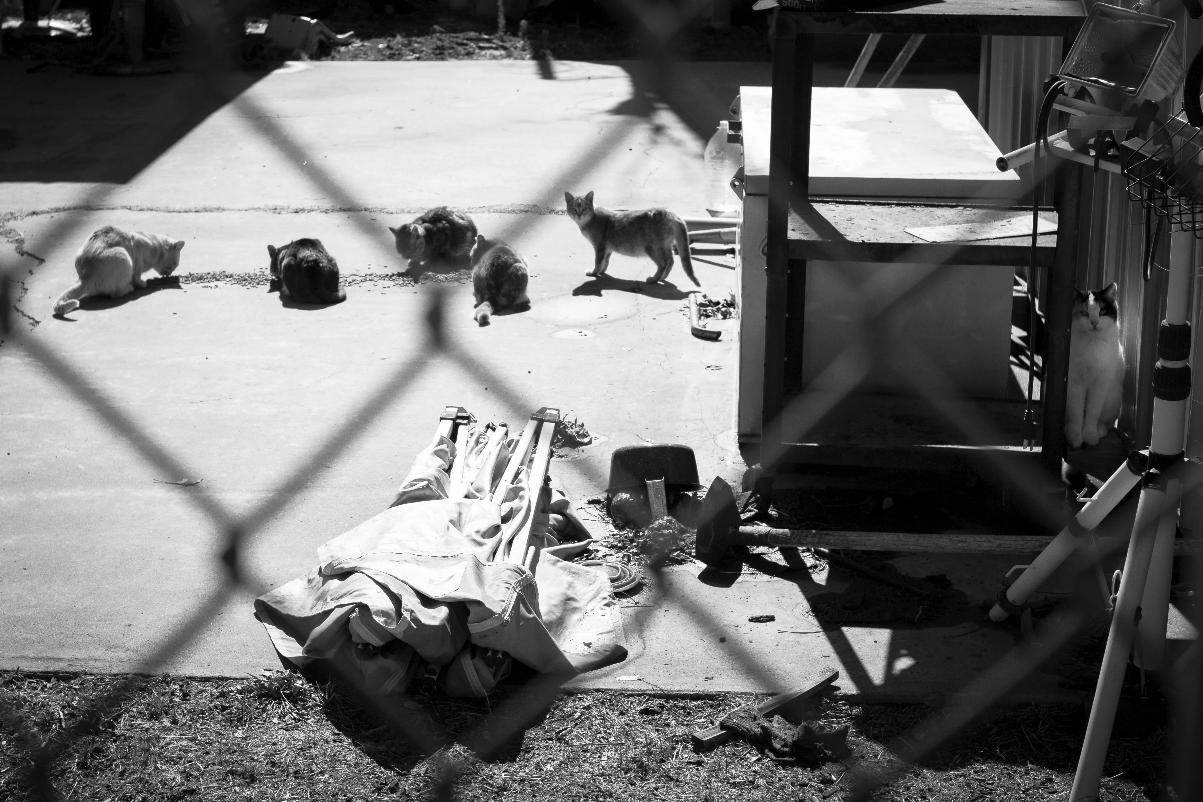 A group of cats eating on the other side of a chainlink fence.