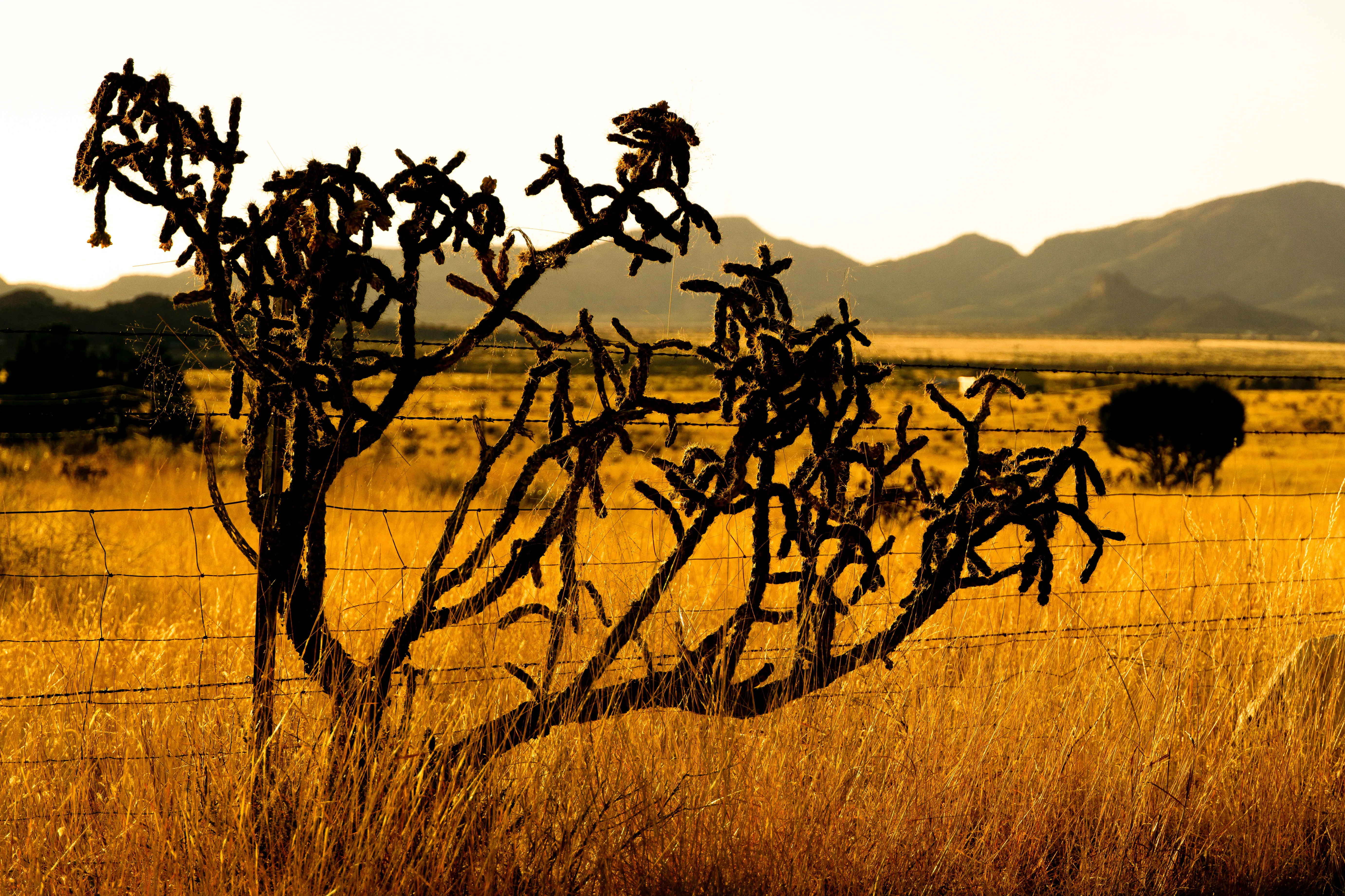 A cholla cactus at golden hour in a field of golden grass.