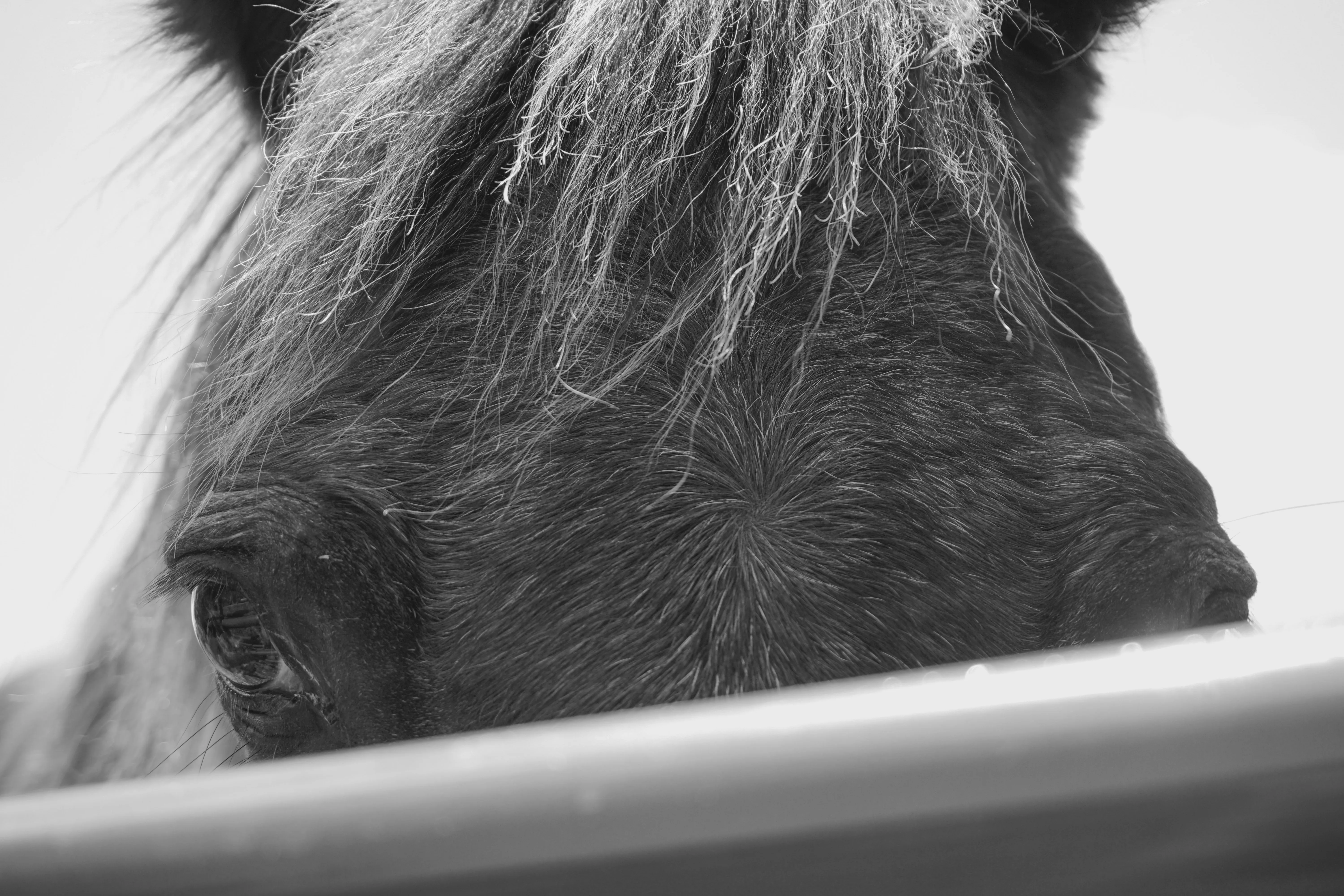 A black and white close up of a horse's face, looking over a rail.