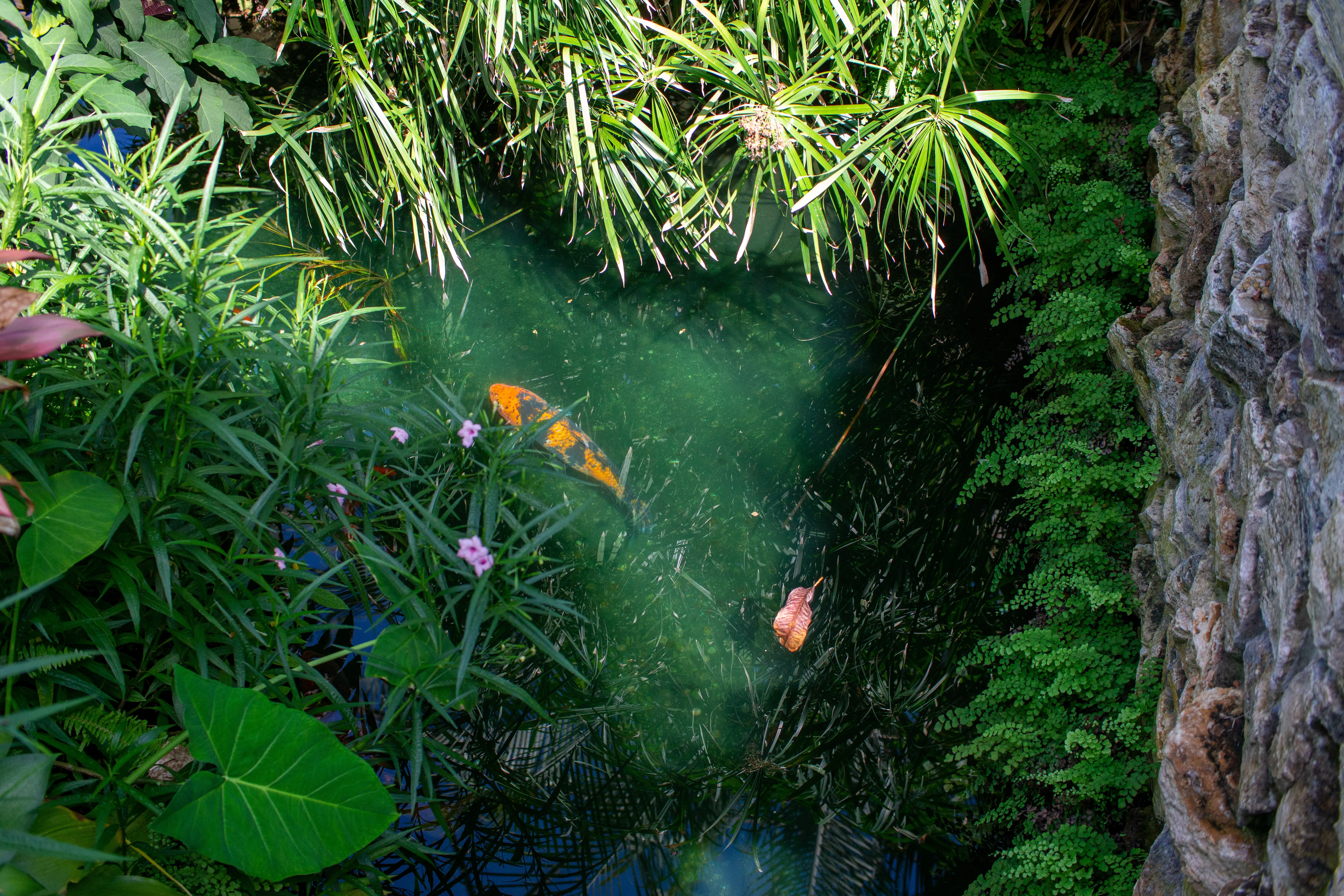 A giant goldfish swimming in a pool in a botanical garden.