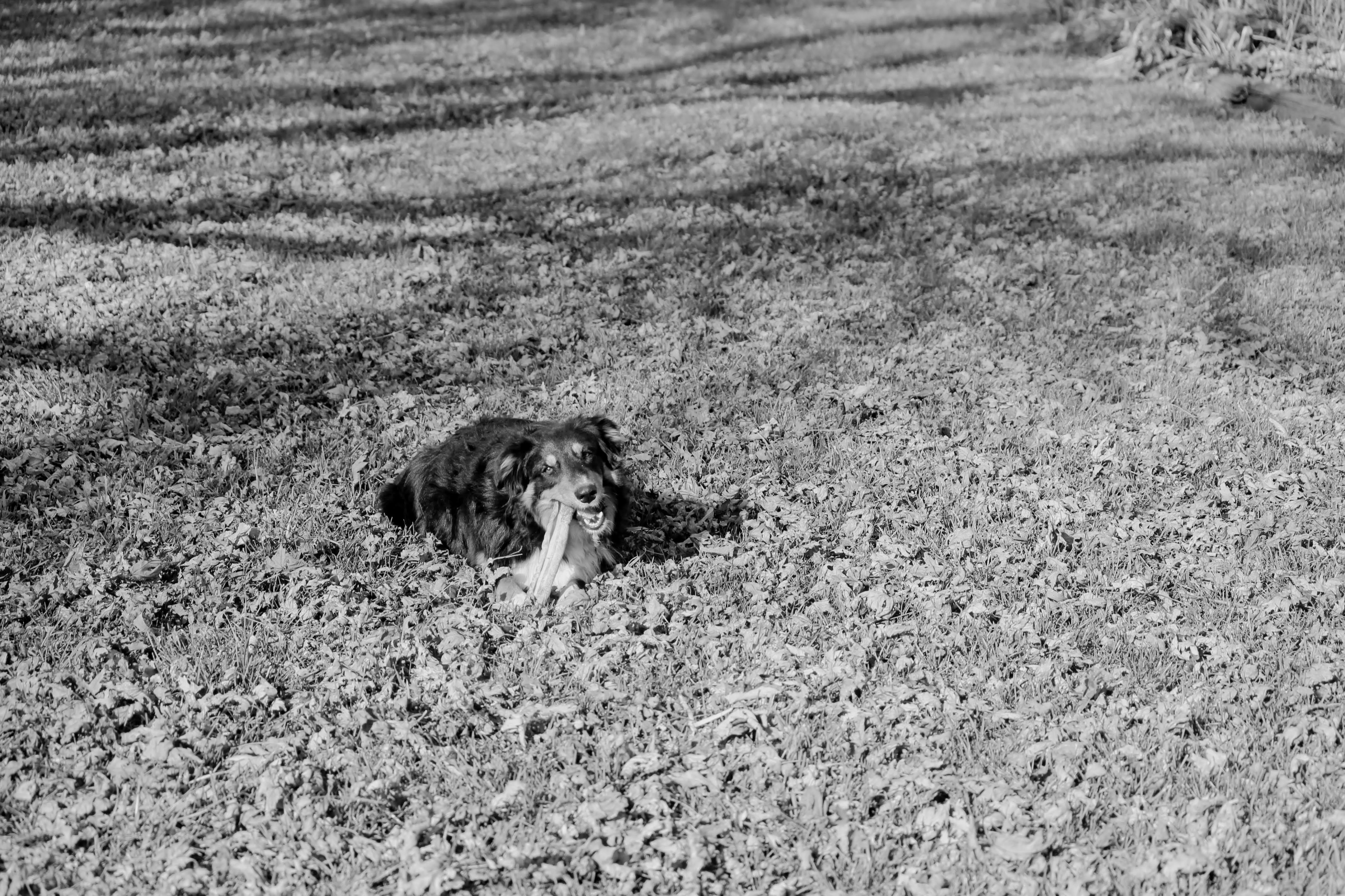 A dog lying in a yard chewing on a bone.