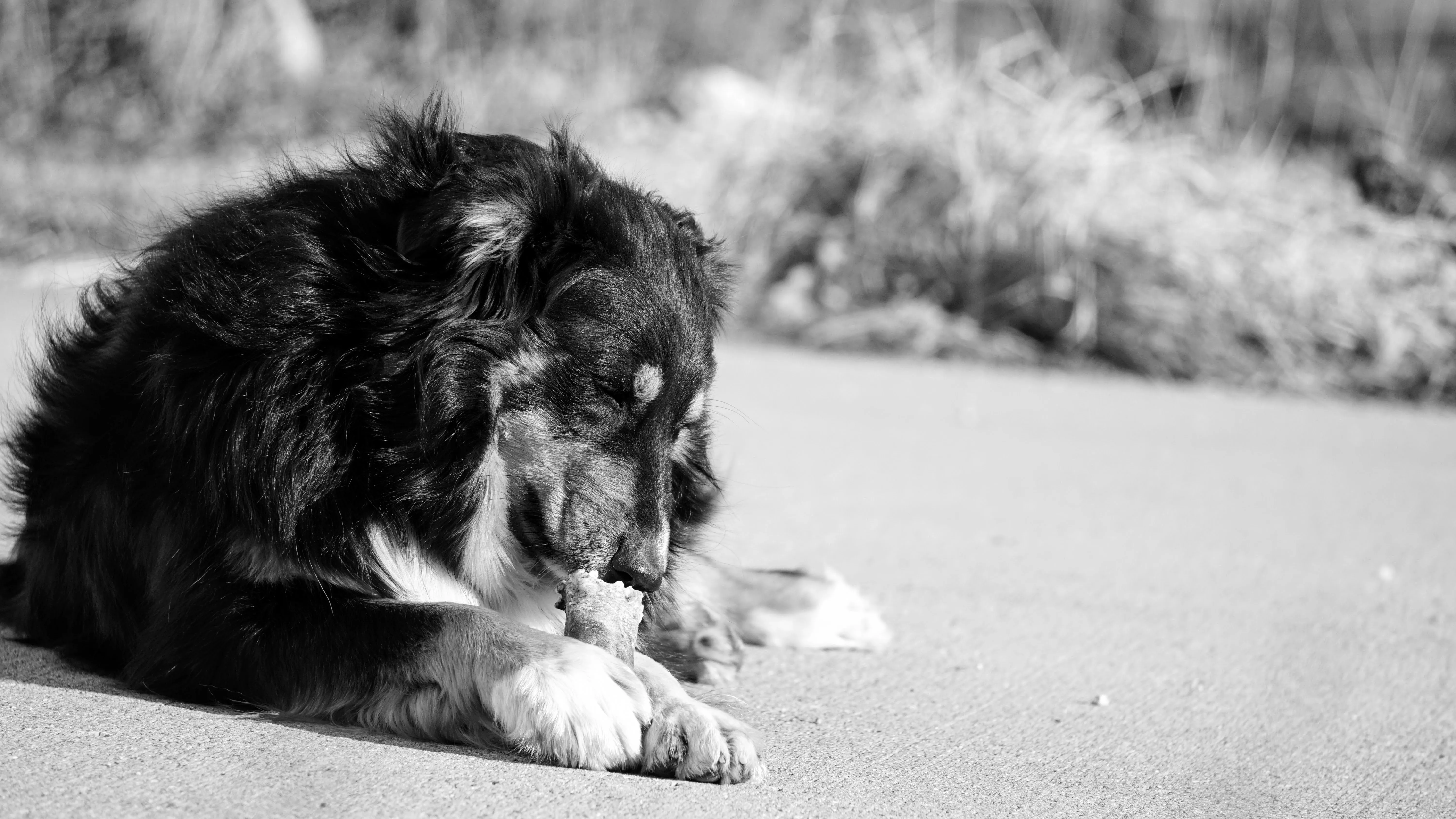 A dog lying on pavement chewing on a bone.