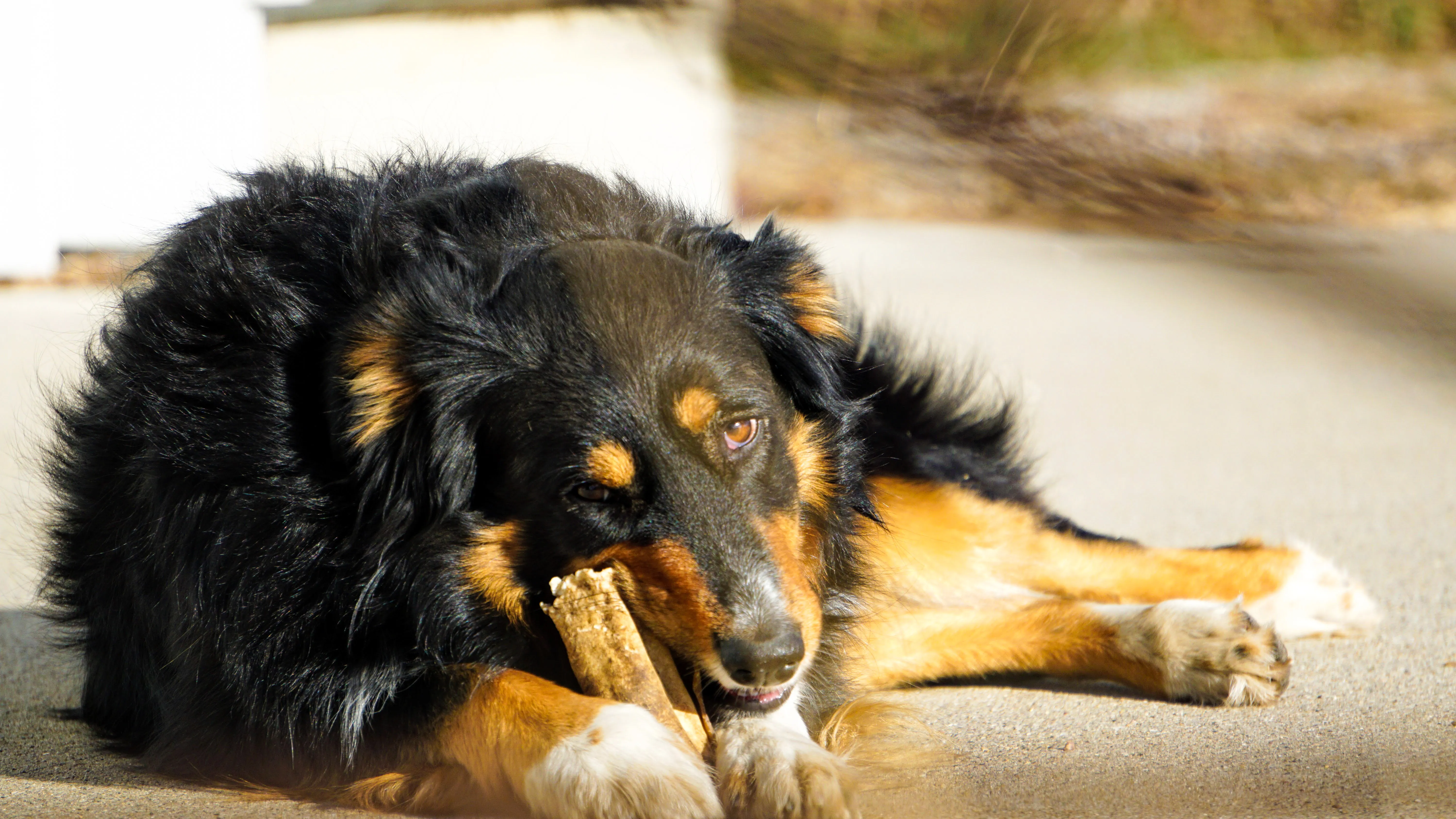 A black and brown dog lying on pavement chewing on a bone.