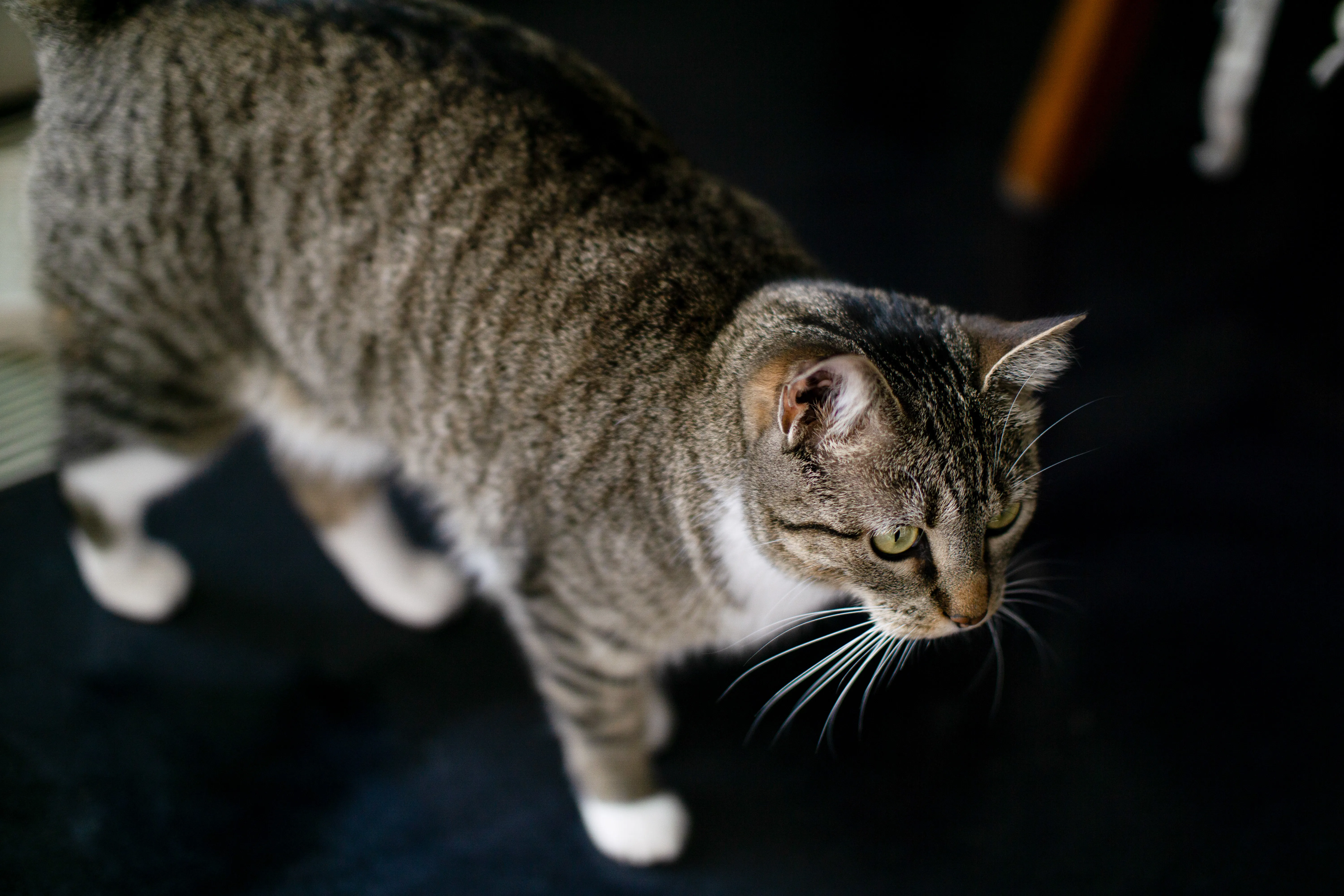 A downward-angled photo of a cat looking at something off camera.