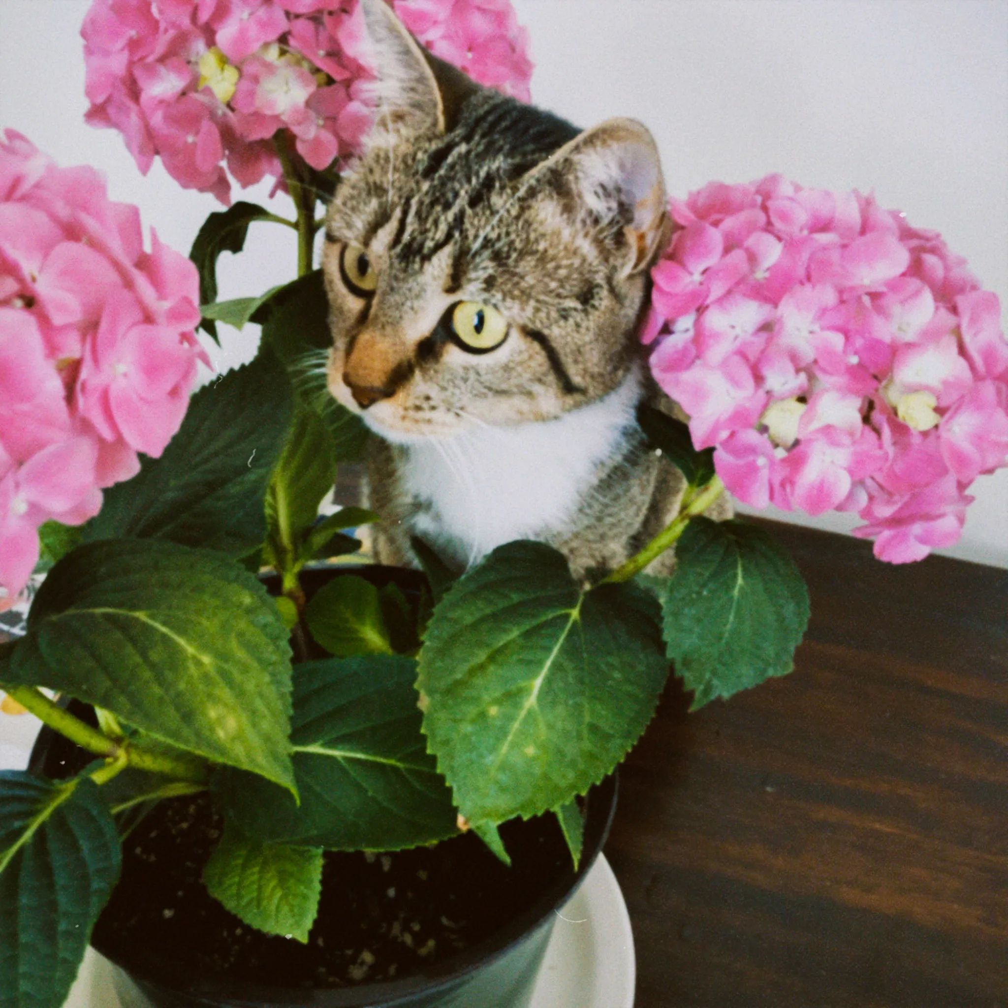 A cat sticking its head through a bunch of potted flowers.