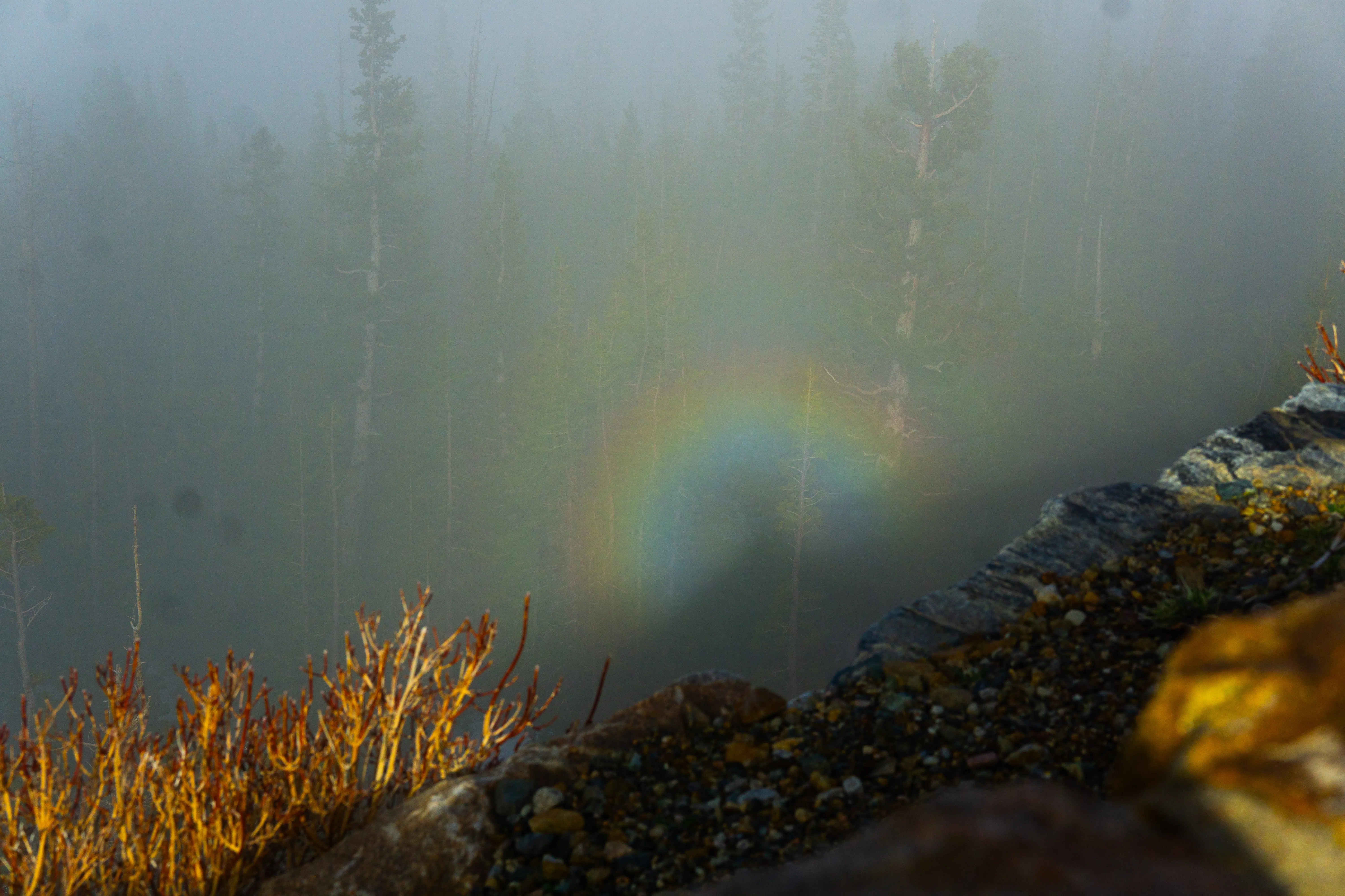 A small rainbow hanging above a forest.