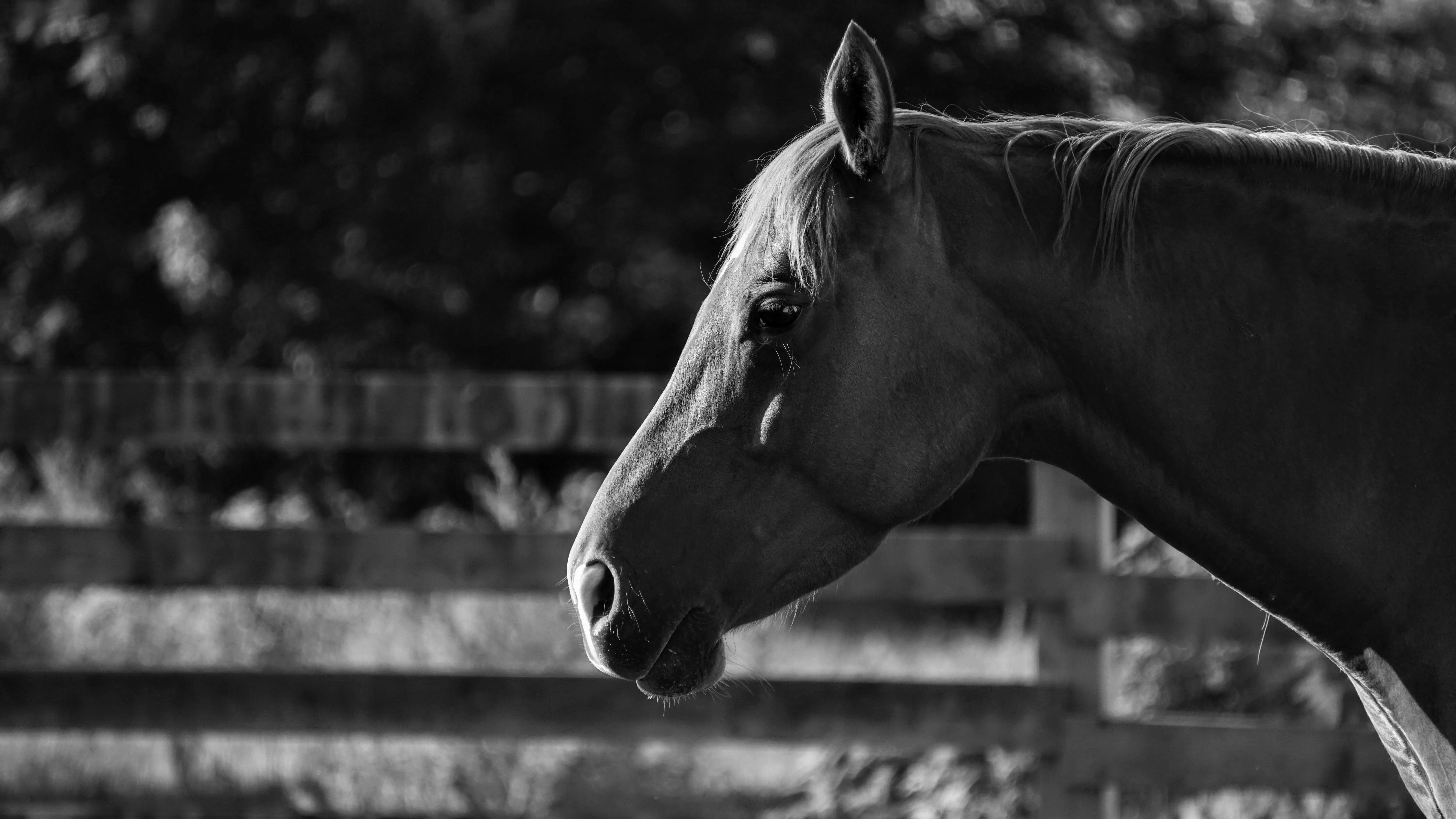 A black and white photo of a horse's head in profile.