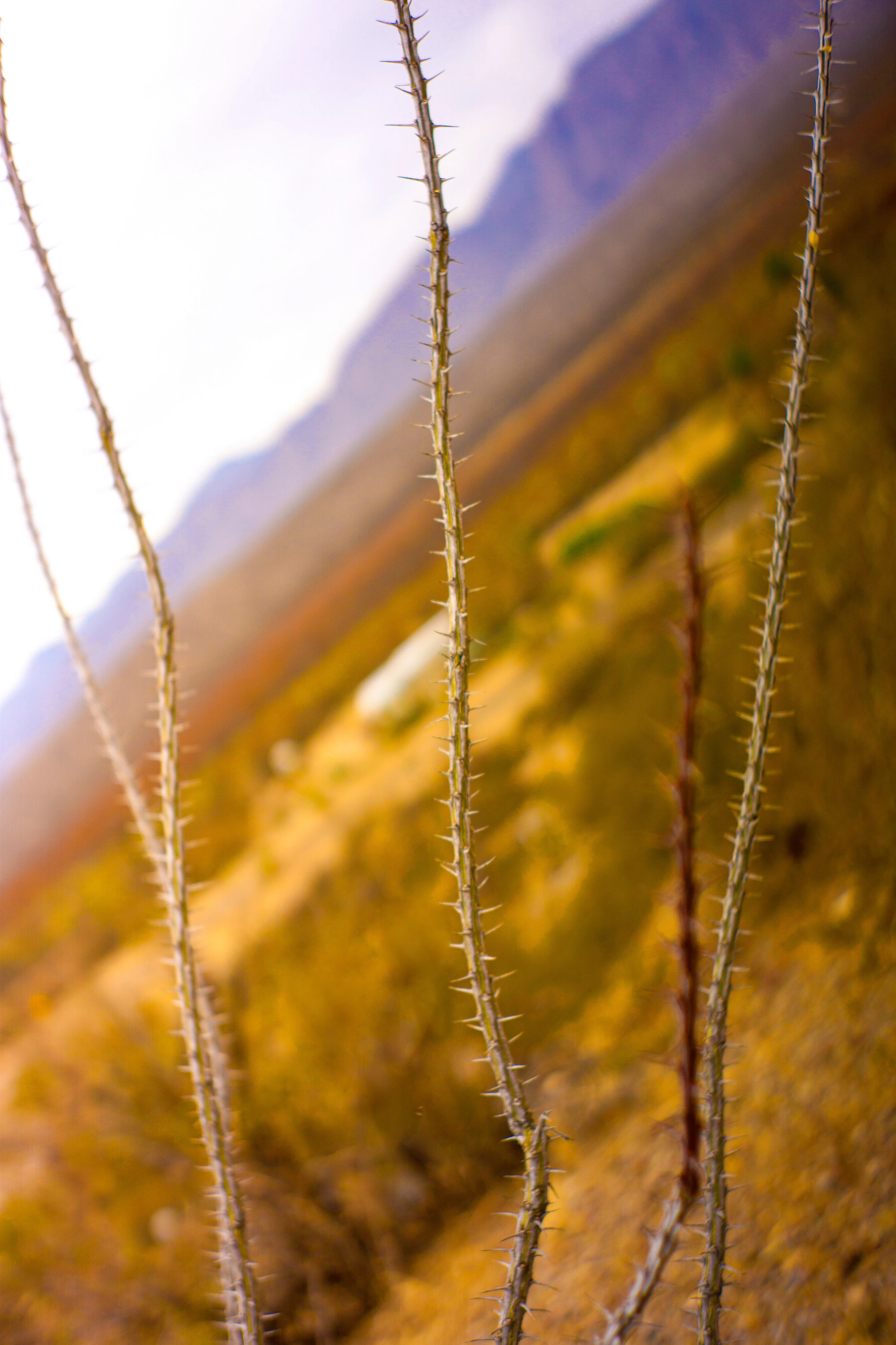 An angled close-up of an ocototillo with a mountains behind it.