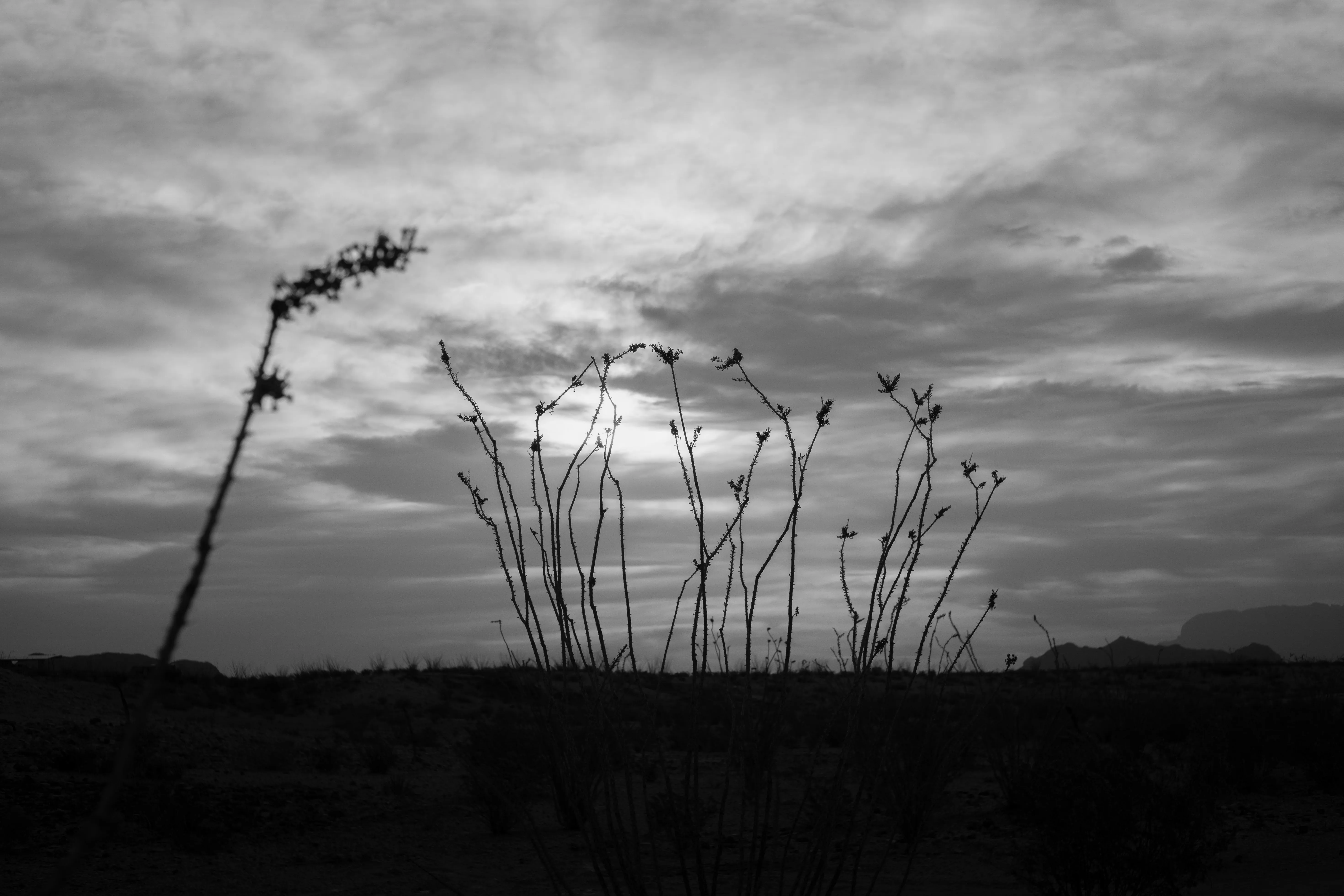 An ocotillo silhouetted against the sunrise.