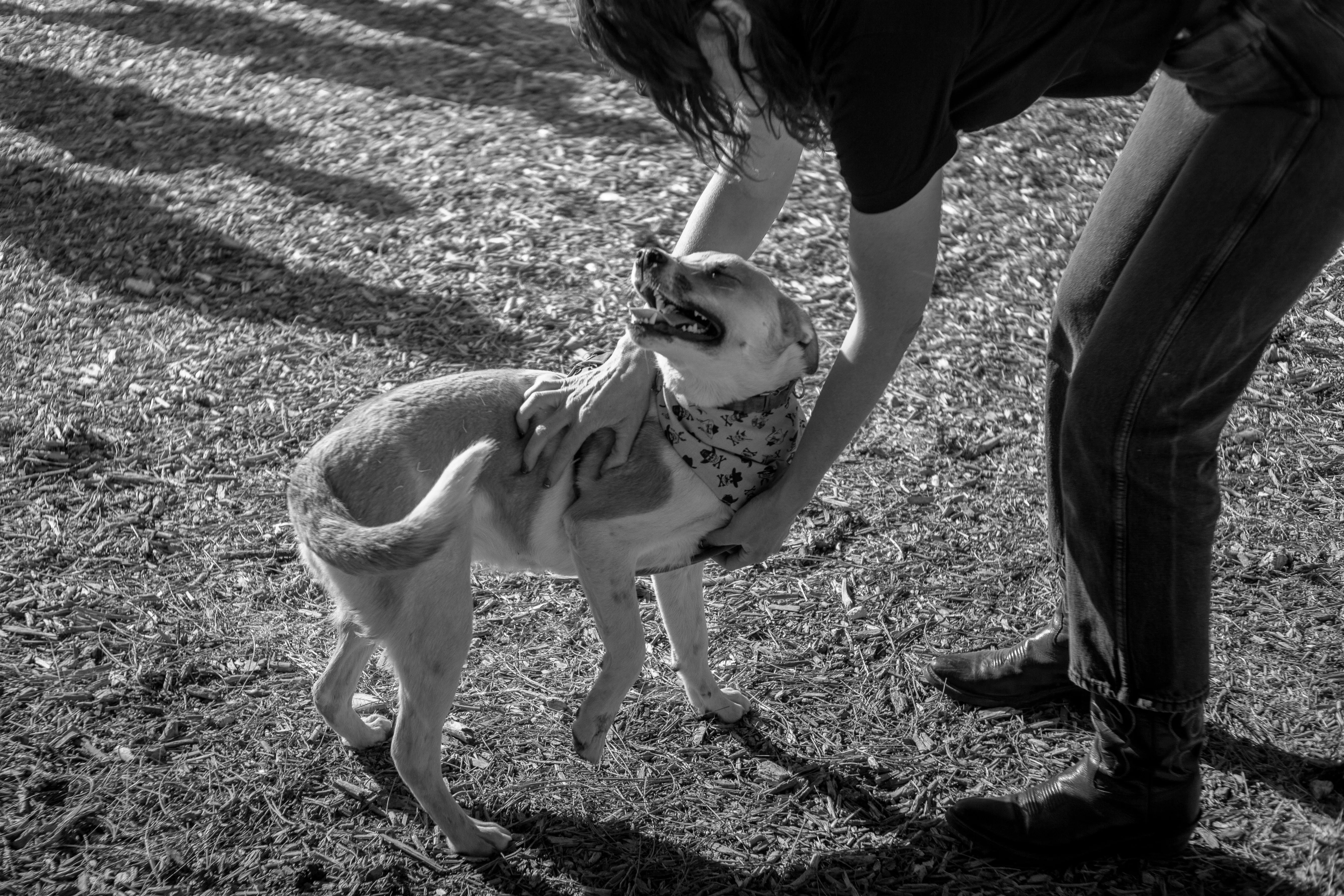 A woman bending down and scratching a dog's chest and back.