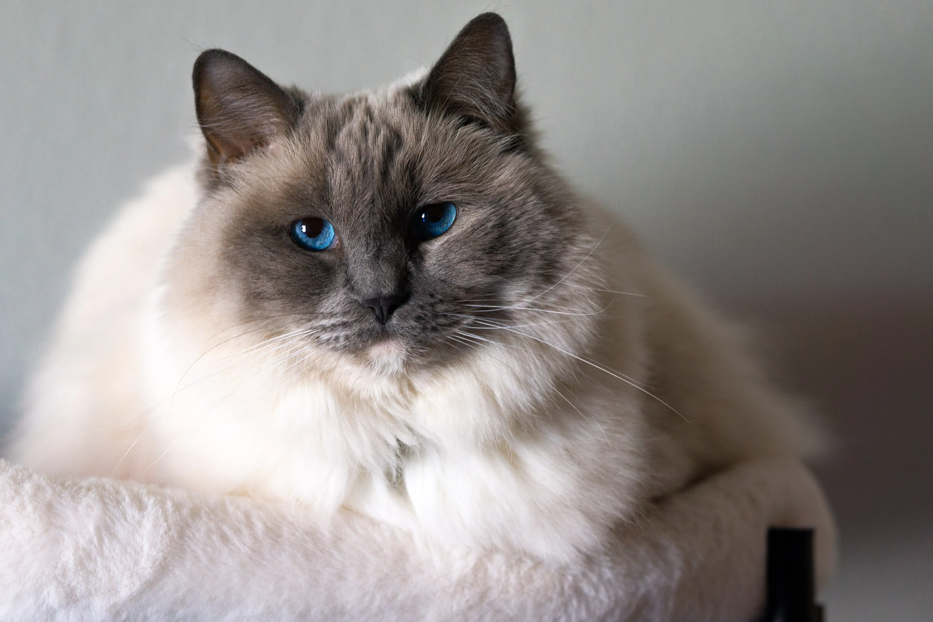 A white long-haired cat sitting on a cat tower.