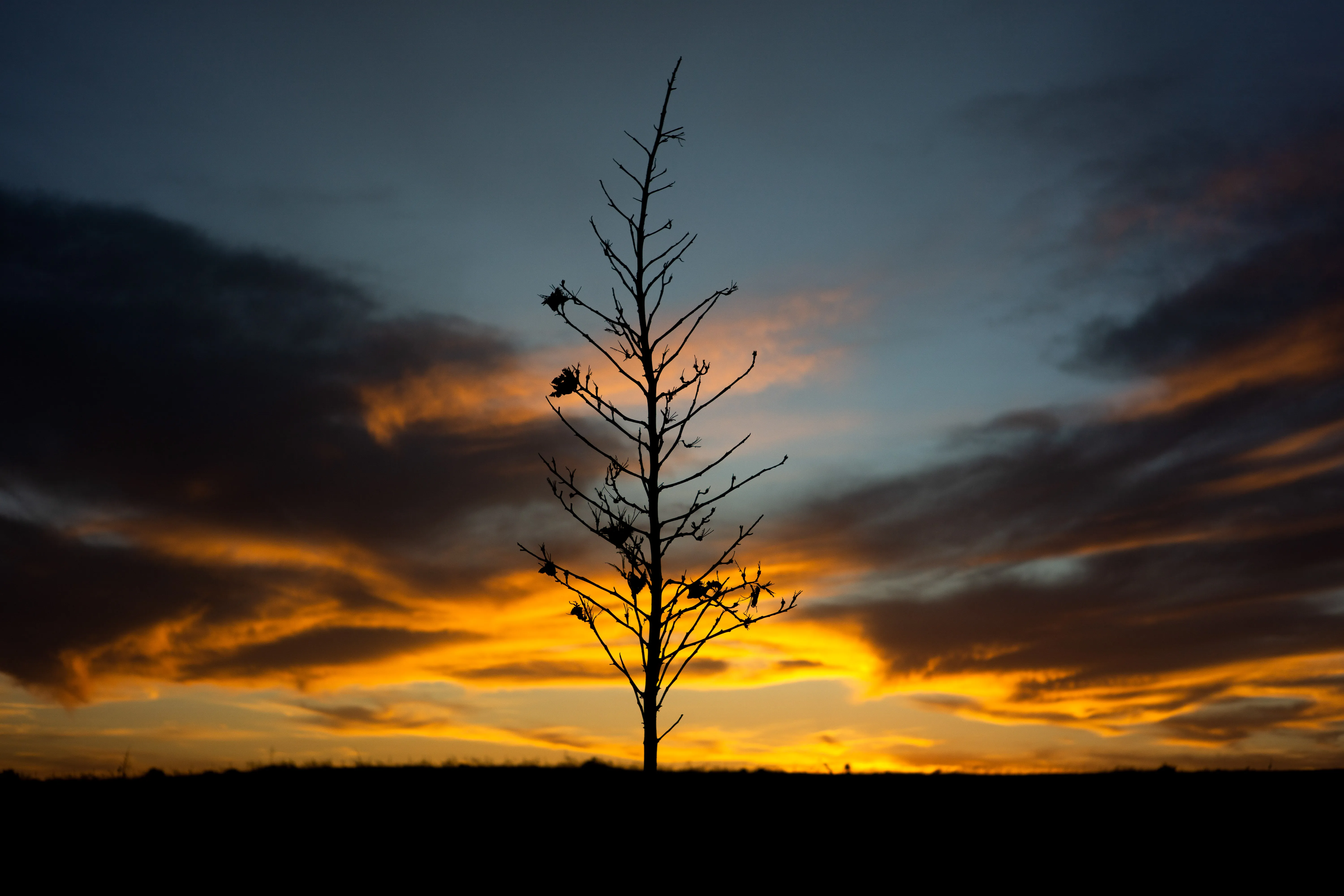 A leafless sapling silhouetted against a sunset.