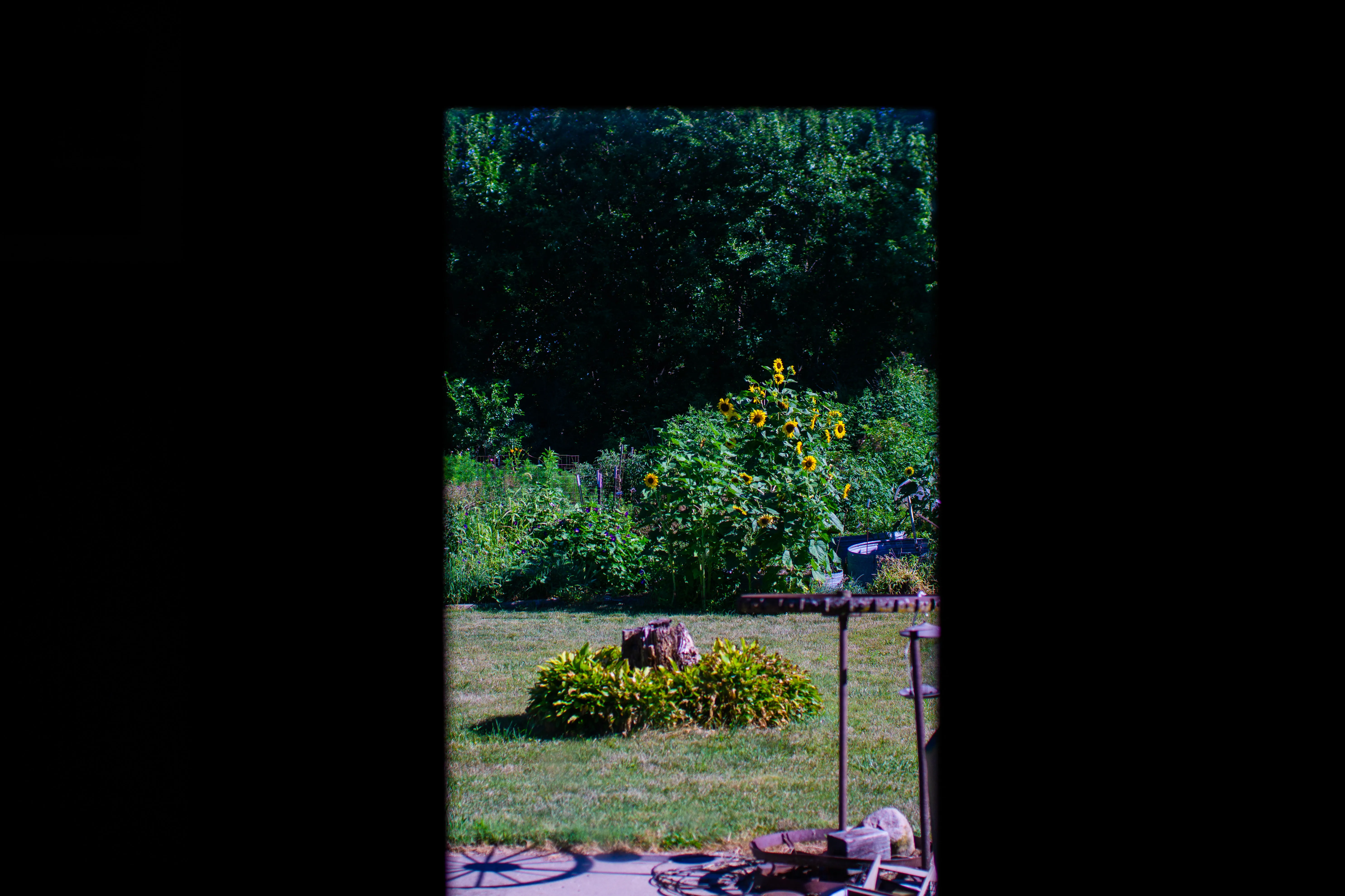 A yard and garden with sunflowers, taken through a glass window.