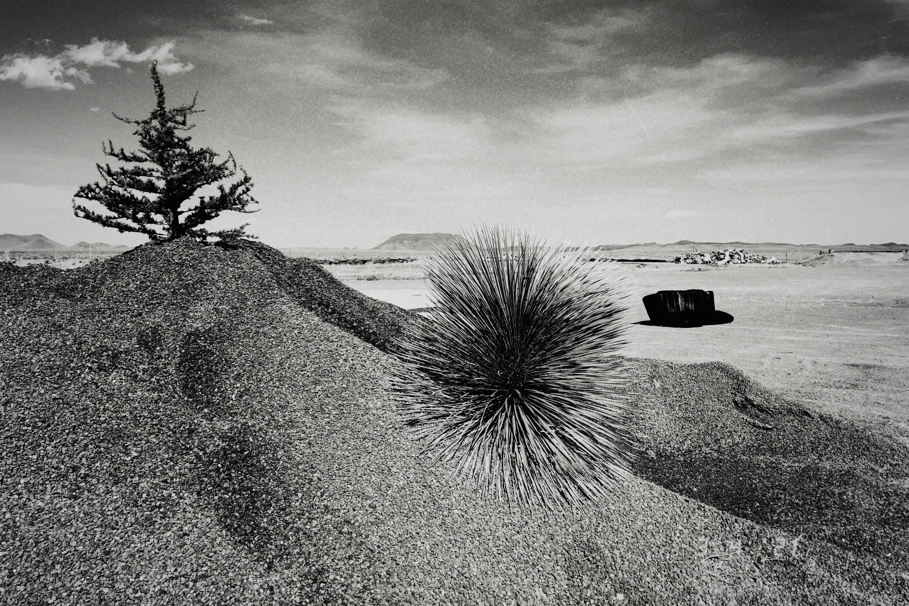 A yucca growing out a pile of gravel.